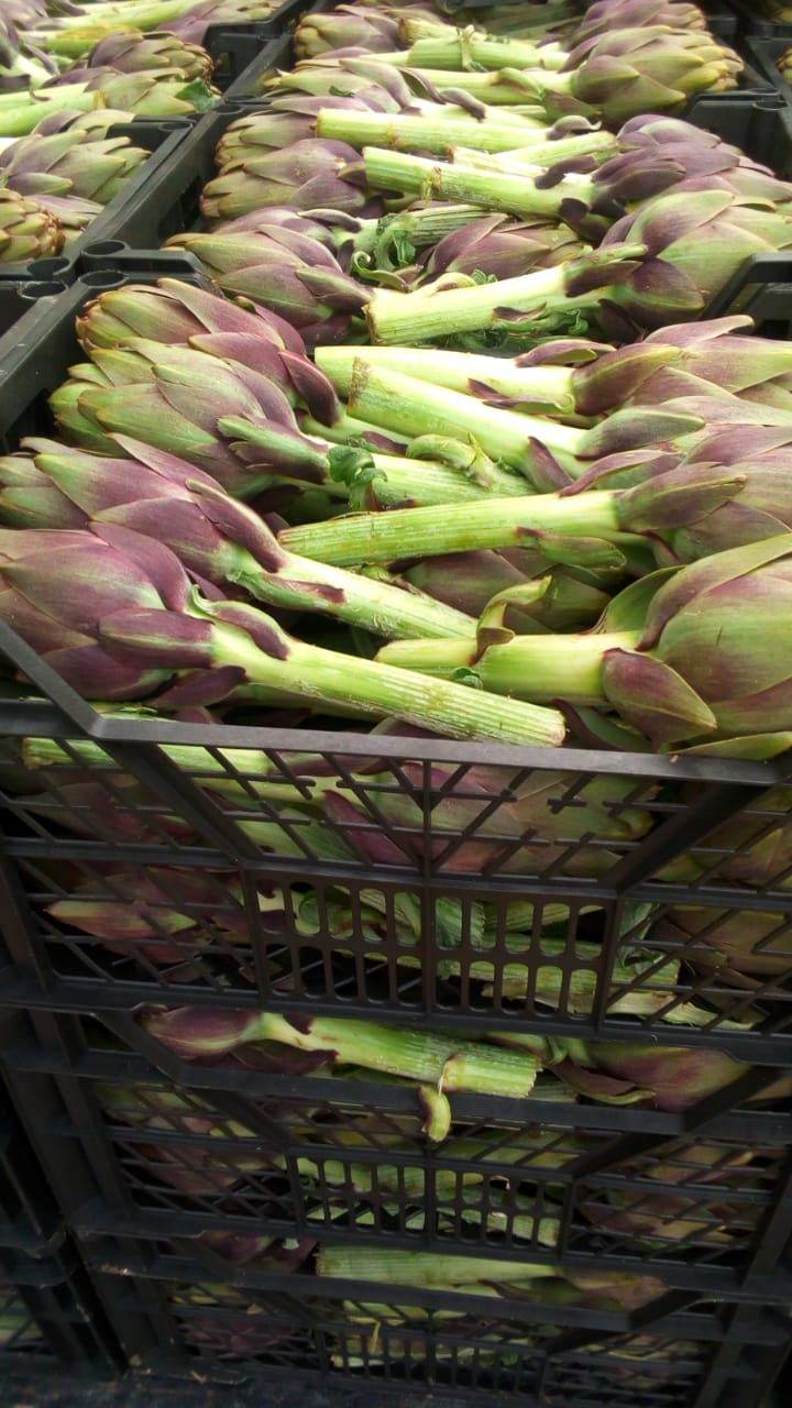 Artichokes